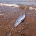 Échouage inédit à Longoni, le REMMAT mobilisé