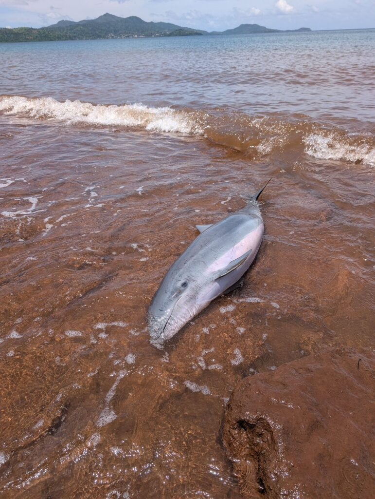 WhatsApp Image 2025 12 19 at 07.18.14