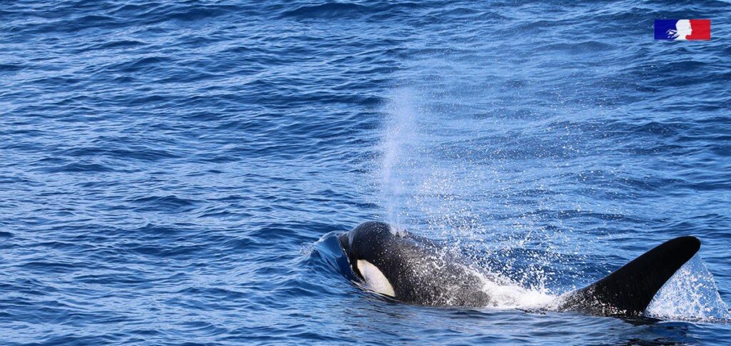 Observation d’orques dans le canal du Mozambique au large de Mayotte, migration ponctuelle et comportement non agressif envers les bateaux.