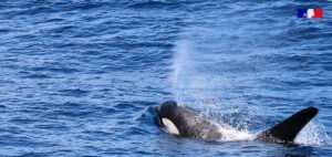 Observation d’orques dans le canal du Mozambique au large de Mayotte, migration ponctuelle et comportement non agressif envers les bateaux.