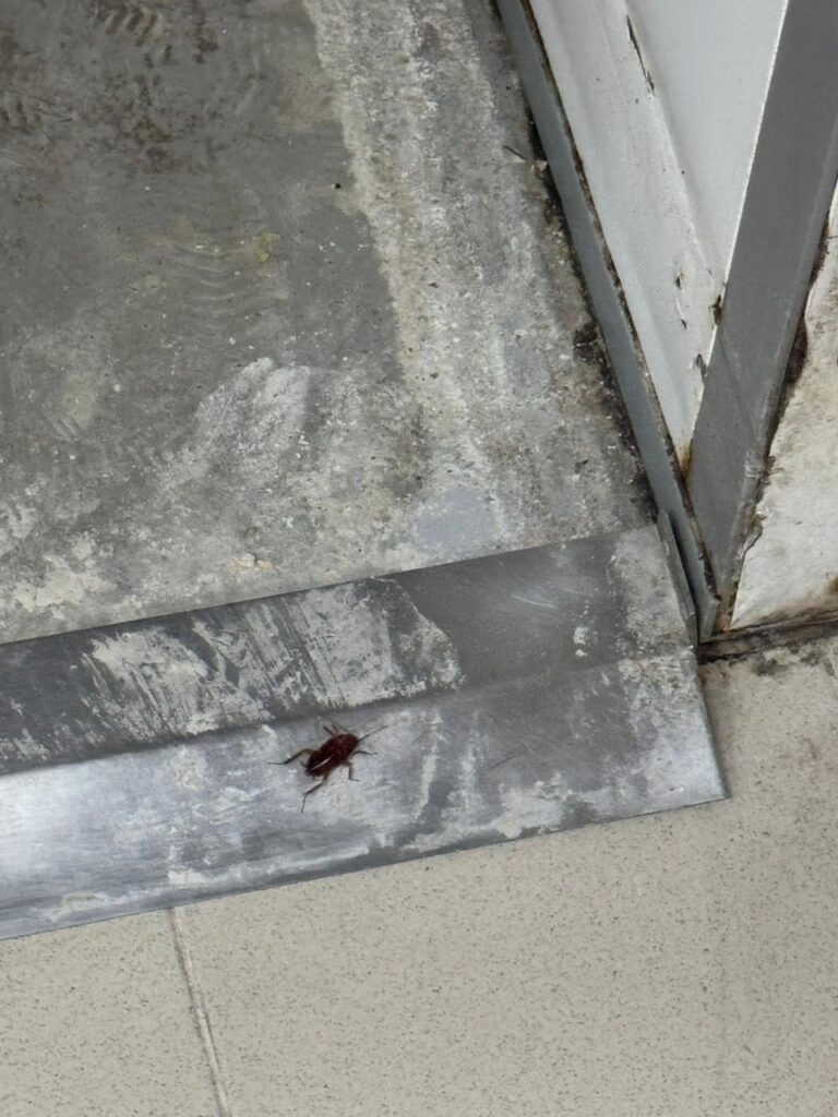 WhatsApp Image 2026 01 08 at 03.37.53