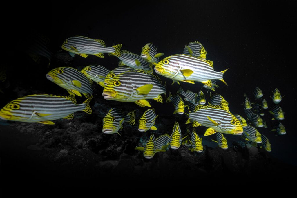 FIISMM Mayotte, festival image sous-marine Mayotte