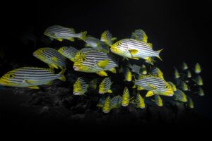 FIISMM Mayotte, festival image sous-marine Mayotte