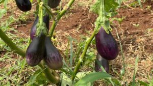 Élection CAPAM Mayotte
