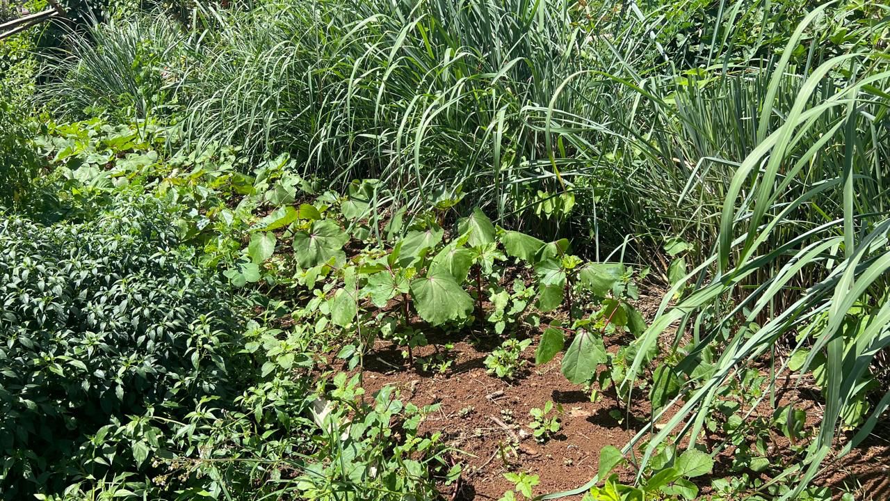 Femmes et agriculture, un débat pour l’avenir