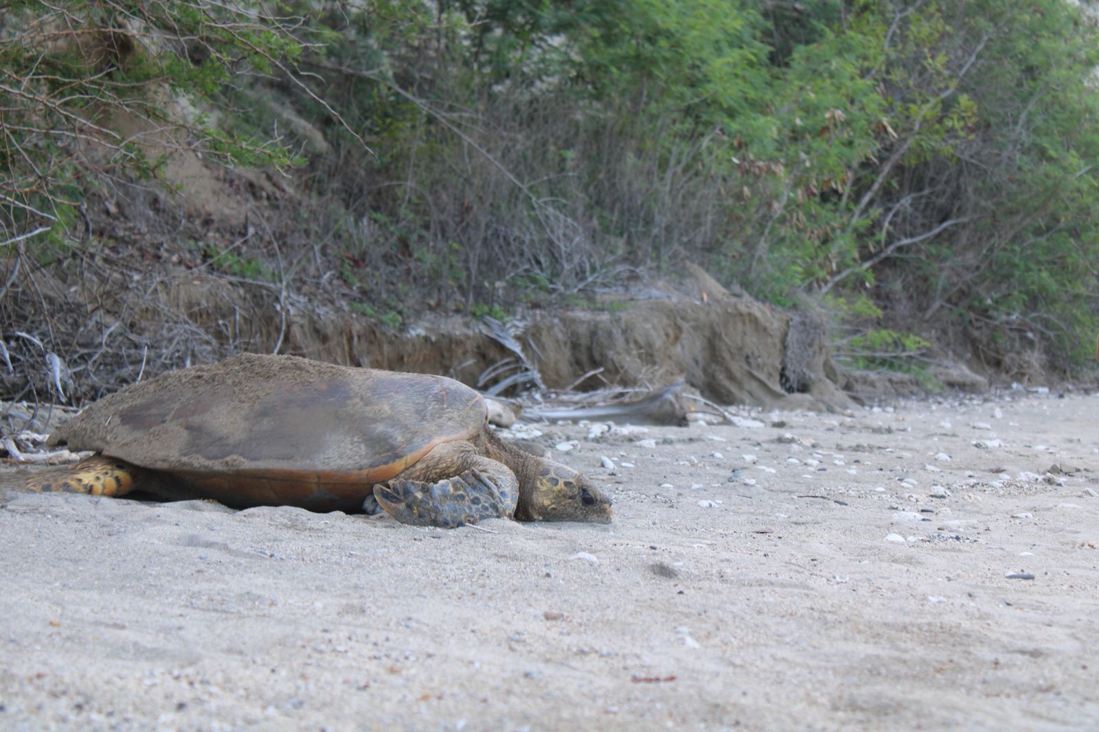 Quand les tortues reviennent pondre sur les plages