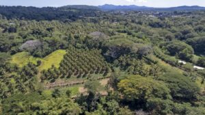 agricoles à Mayotte