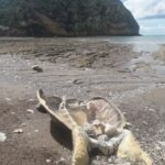 Braconnage stoppé sur une plage de Petite-Terre