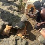 Le plan Chien 2026 démarre en Petite-Terre avec force