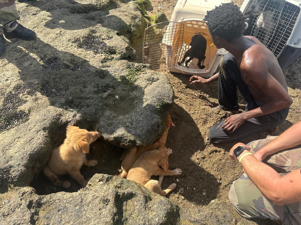 Le plan Chien 2026 démarre en Petite-Terre avec force