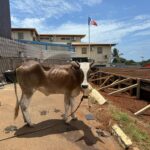 Quand les bovins voyagent mieux que les kwassas