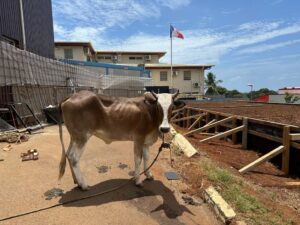 WhatsApp Image 2026 02 17 at 04.08.51