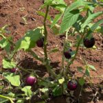 Mieux comprendre son sol pour produire durablement