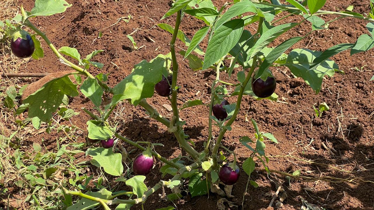 Mieux comprendre son sol pour produire durablement