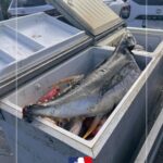 Des saisies sur les marchés de poisson à Mamoudzou