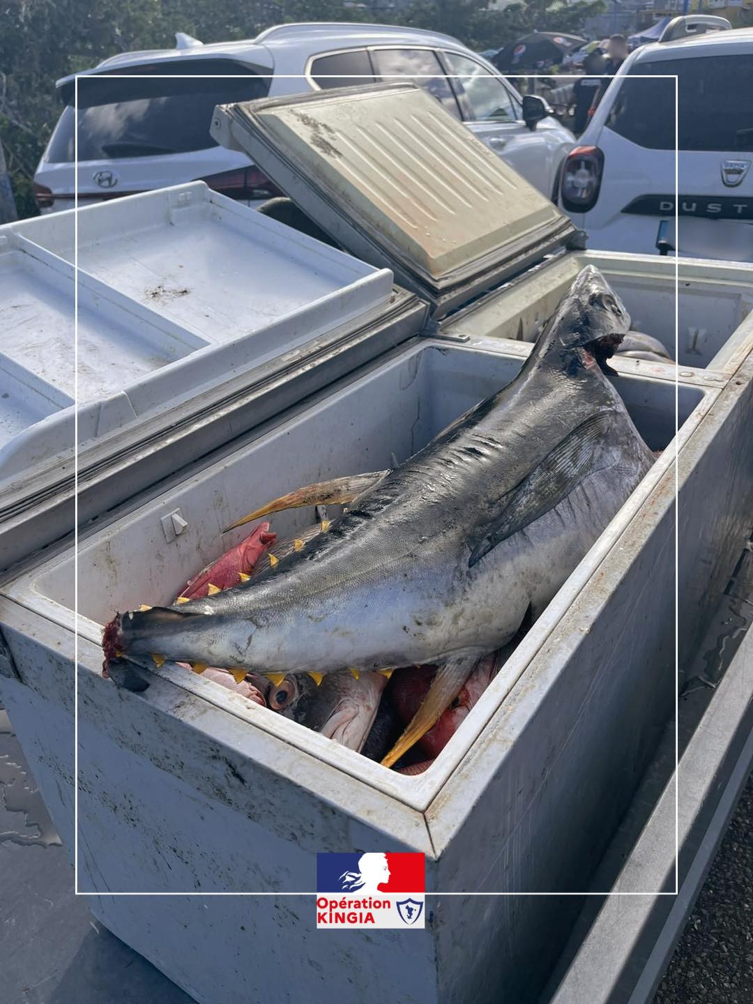 Des saisies sur les marchés de poisson à Mamoudzou