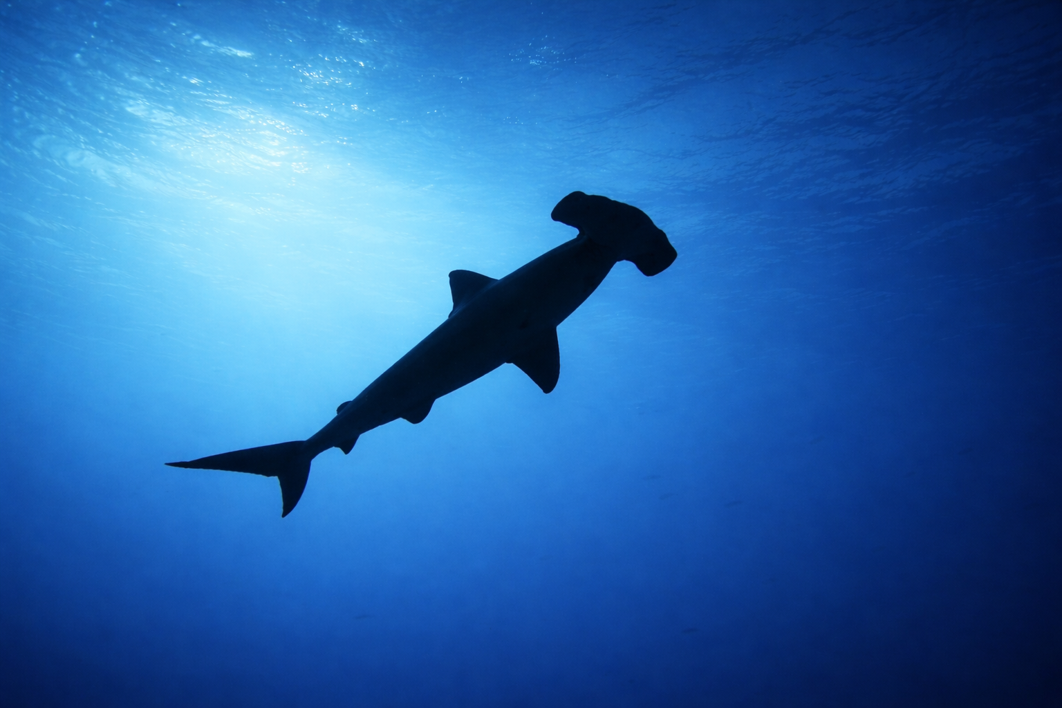 Un webinaire pour mieux connaître et protéger les raies et requins de l’océan Indien occidental