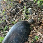 Braconnage de tortues en hausse ces derniers temps