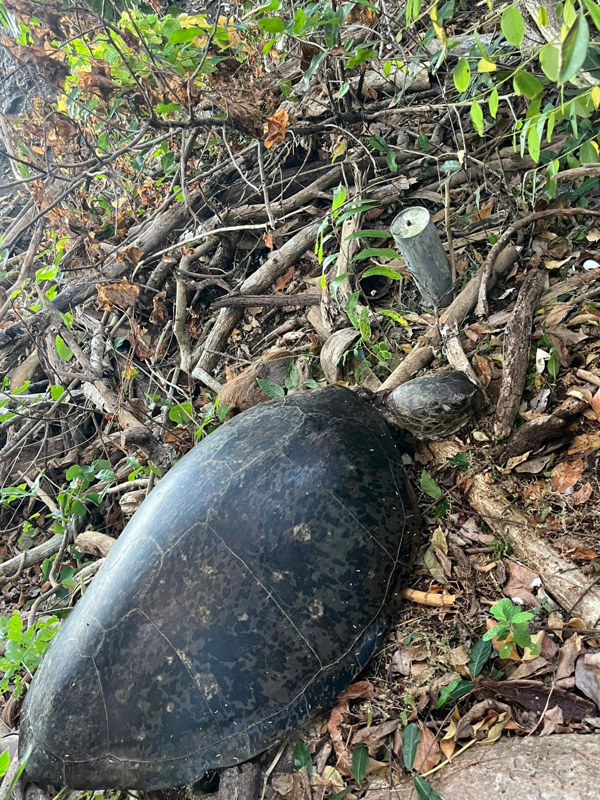 Braconnage de tortues en hausse ces derniers temps