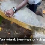 Une tortue sauvée de justesse, une autre découpée :...