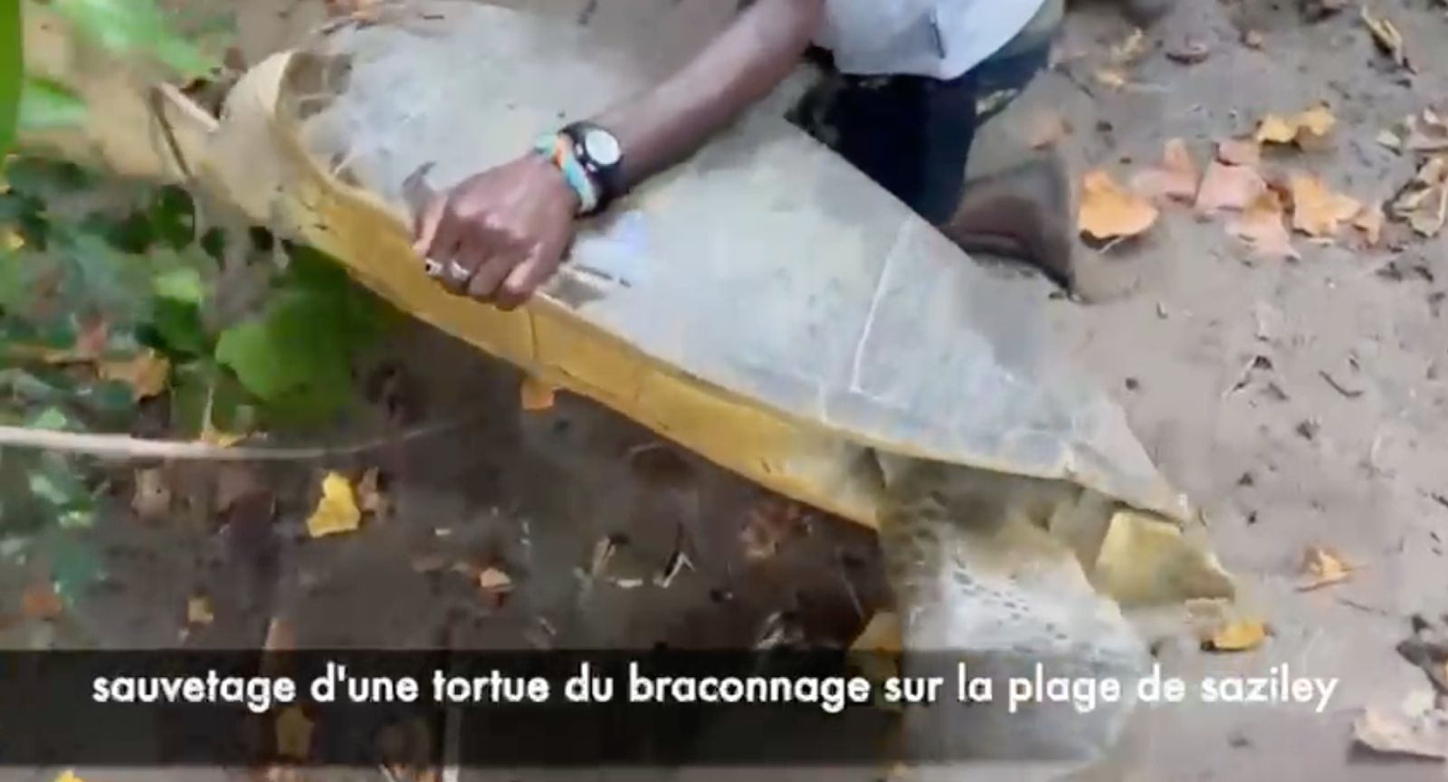 Une tortue sauvée de justesse, une autre découpée : le braconnage inquiète sur les plages de Saziley (video)