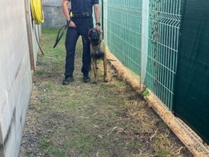 Brigade canine Mayotte