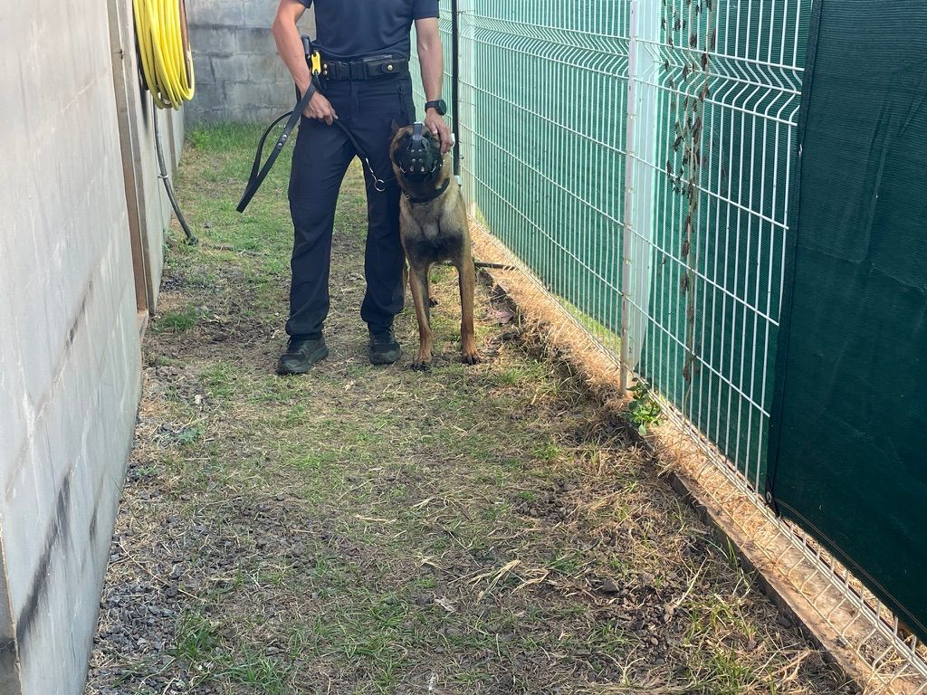 La brigade canine renforce la police à Mayotte