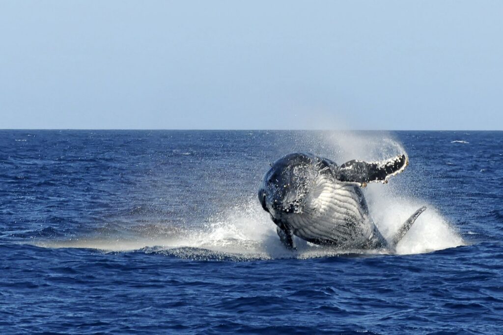 Formation Ceta'Maore à Mayotte pour devenir observateur en mer et participer au suivi scientifique des baleines, dauphins et dugongs