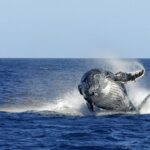 Devenez les yeux des scientifiques en mer