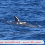 Un péponocéphale blessé recherché au large de Mayotte