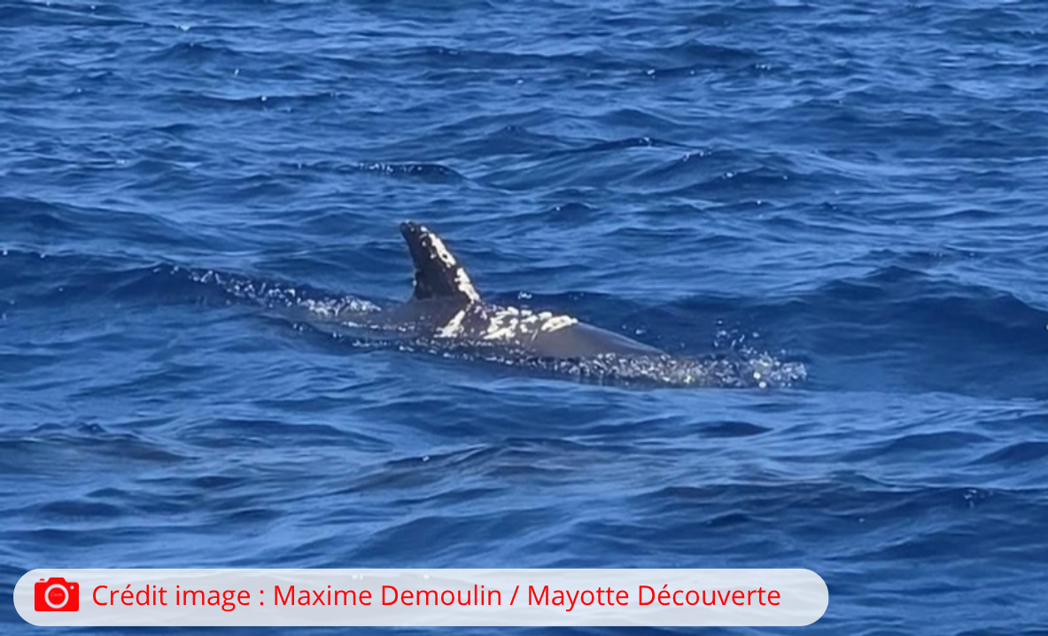 Un péponocéphale blessé recherché au large de Mayotte