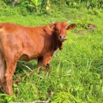 Accueil 2 Les éleveurs bovins de Mayotte peuvent demander l’aide «...