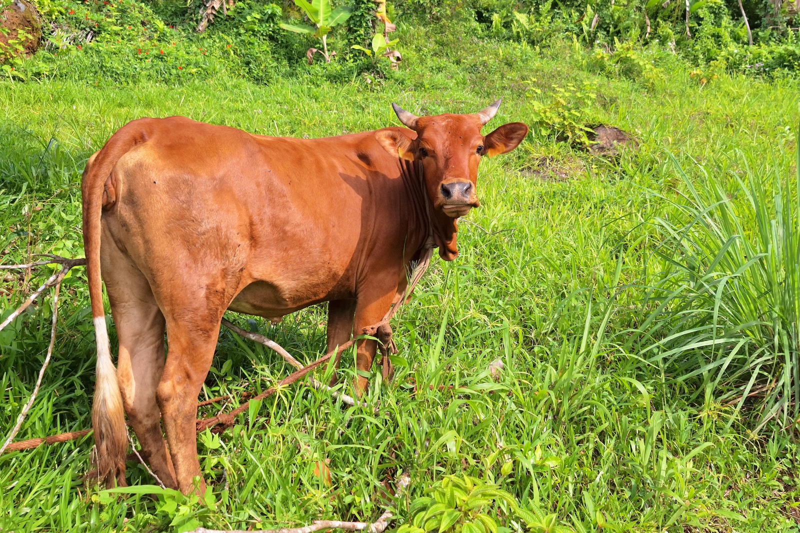 Les éleveurs bovins de Mayotte peuvent demander l’aide « de minimis » jusqu’au 30 septembre