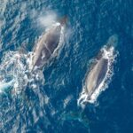 Accueil 5 Mayotte compte ses baleines depuis la côte