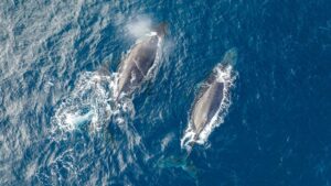 Accueil 19 Des bénévoles observent les baleines à bosse depuis la côte de Mayotte lors d’un comptage scientifique