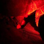 Accueil 6 Les tortues ouvrent la saison d’« Agir pour l’environnement...