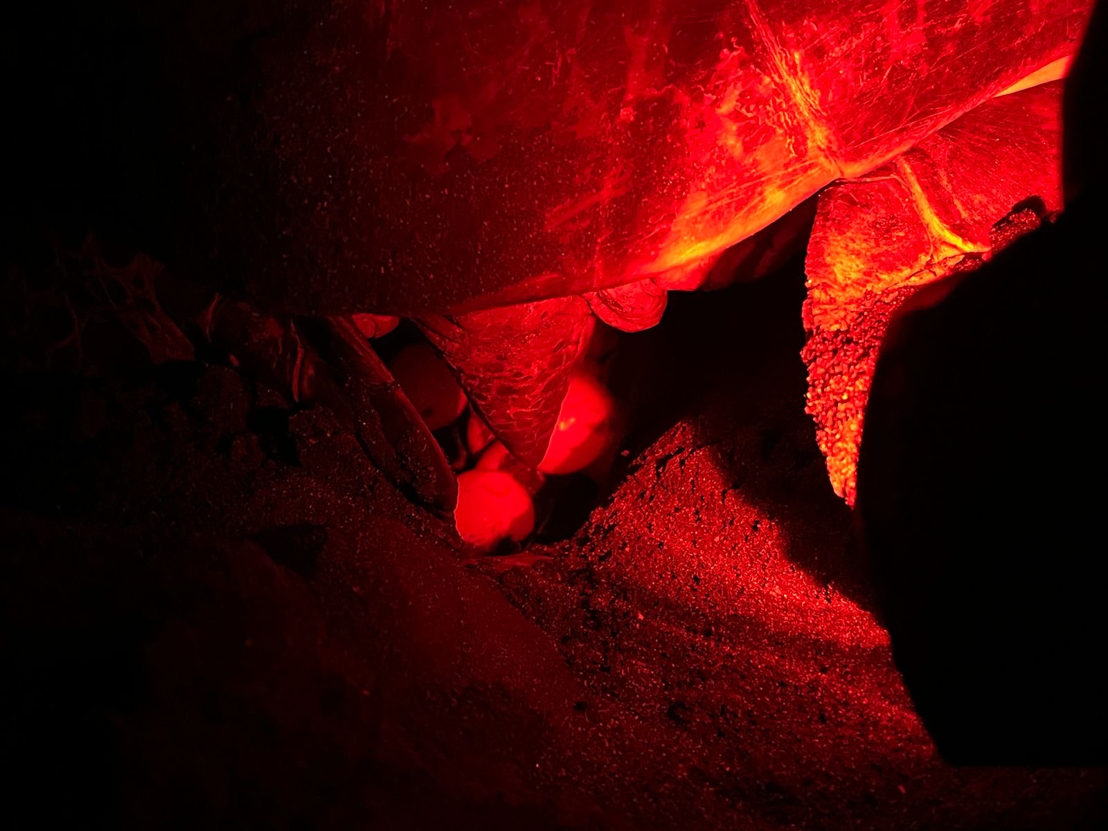 Les tortues ouvrent la saison d’« Agir pour l’environnement »