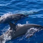 Des observateurs recherchés pour scruter la mer