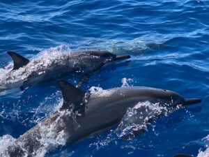 Observateurs de Ceta’Maore à la recherche de mammifères marins au large de Mayotte