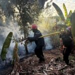 Accueil 6 A Majiméouni, le feu se rapproche de la forêt