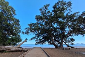 Accueil 11 Visite de la réserve naturelle nationale de l’îlot Mbouzi organisée par les Naturalistes de Mayotte