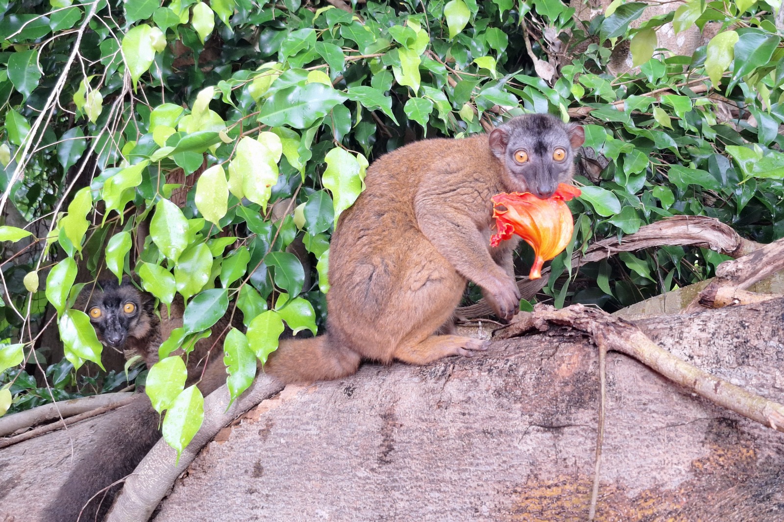 Mayotte accueille les Assises Outre-mer de la biodiversité les 29 et 30 septembre