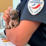 Accueil 3 Bart, le chiot sauvé in extremis à Tsoundzou