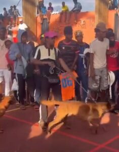 Accueil 15 Vidéos d’un rassemblement de jeunes avec des chiens et des personnes armées au plateau couvert de Vahibé à Mayotte.